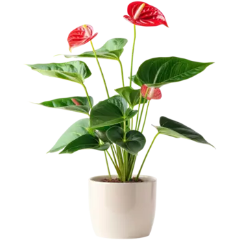 تحسين المنزل